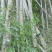 毛竹、楠竹大小规格齐全7寸8..9,10,11.到13寸