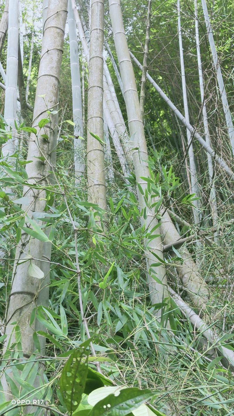 毛竹、楠竹大小规格齐全7寸8..9,10,11.到13寸