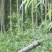 毛竹、楠竹大小规格齐全7寸8..9,10,11.到13寸