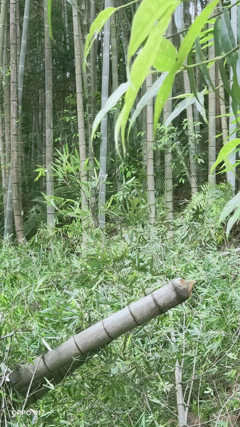 毛竹、楠竹大小规格齐全7寸8..9,10,11.到13寸