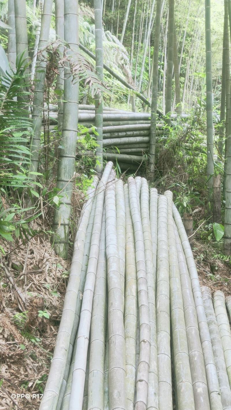 毛竹、楠竹大小规格齐全7寸8..9,10,11.到13寸