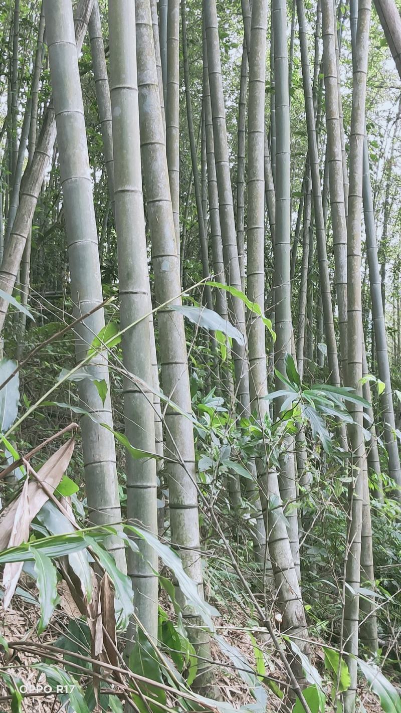 毛竹、楠竹大小规格齐全7寸8..9,10,11.到13寸