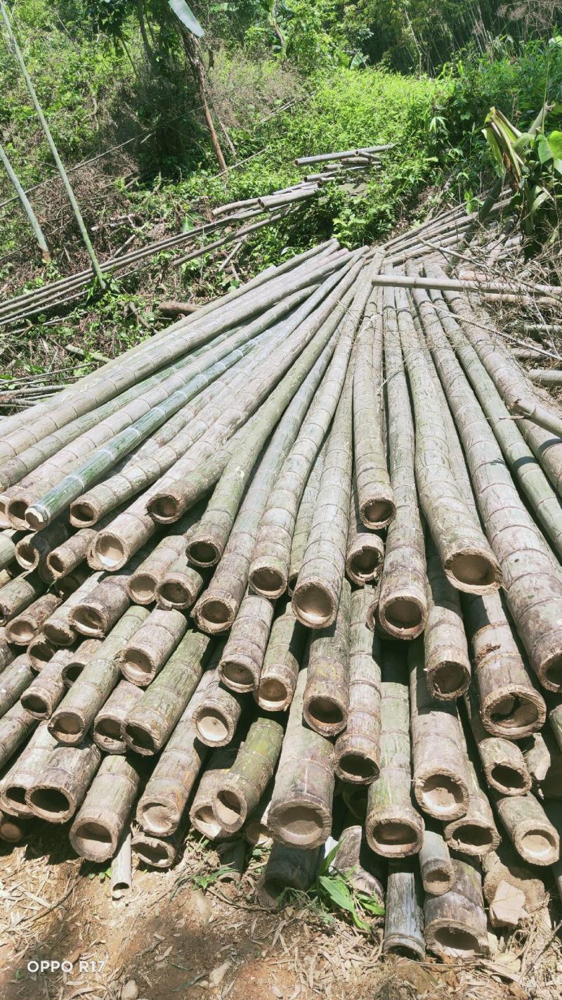毛竹、楠竹大小规格齐全7寸8..9,10,11.到13寸