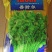 安瑟米3天香菜种籽进口耐热芫荽种籽原袋发货500克
