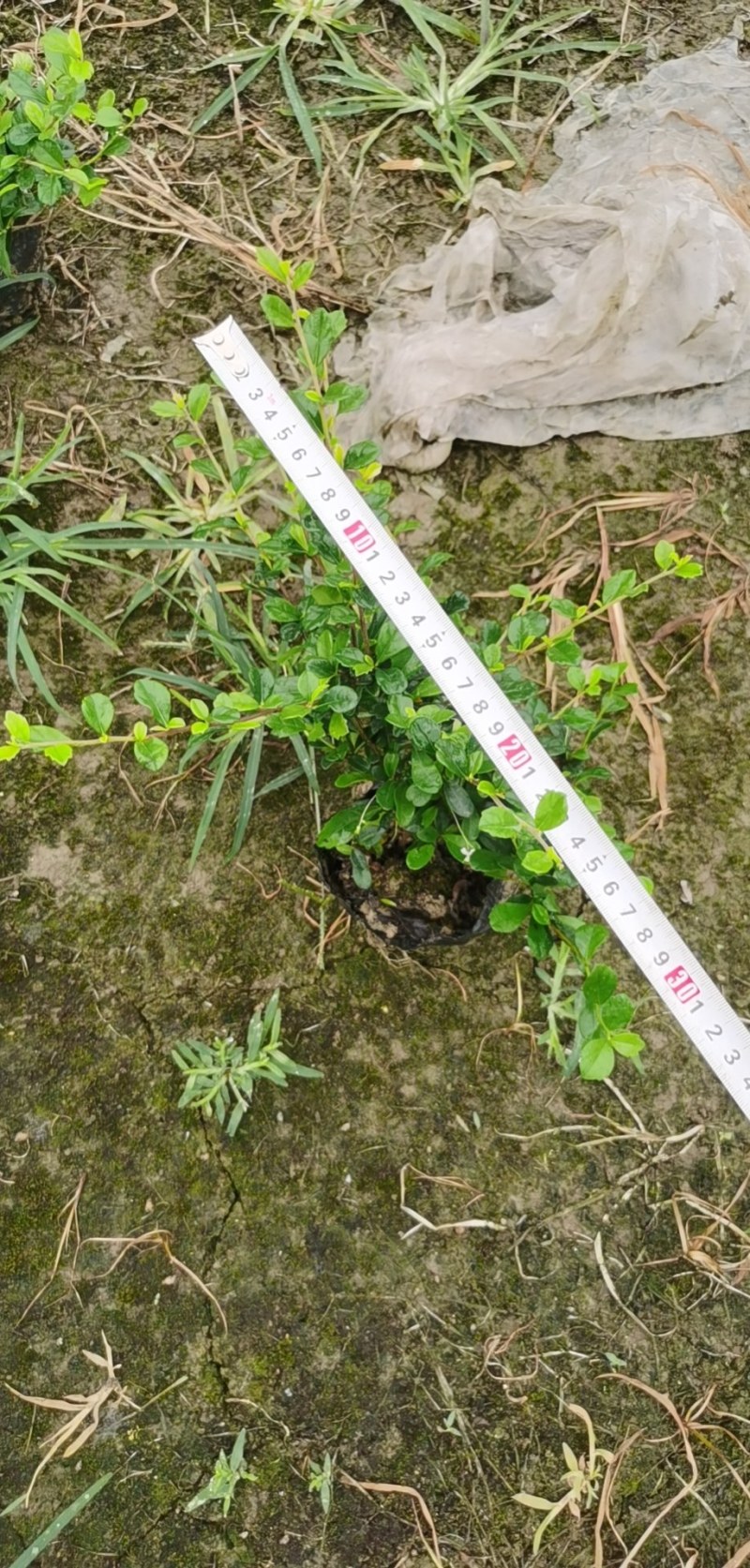 草皮地被，灌木，各种绿化草皮，工程苗木