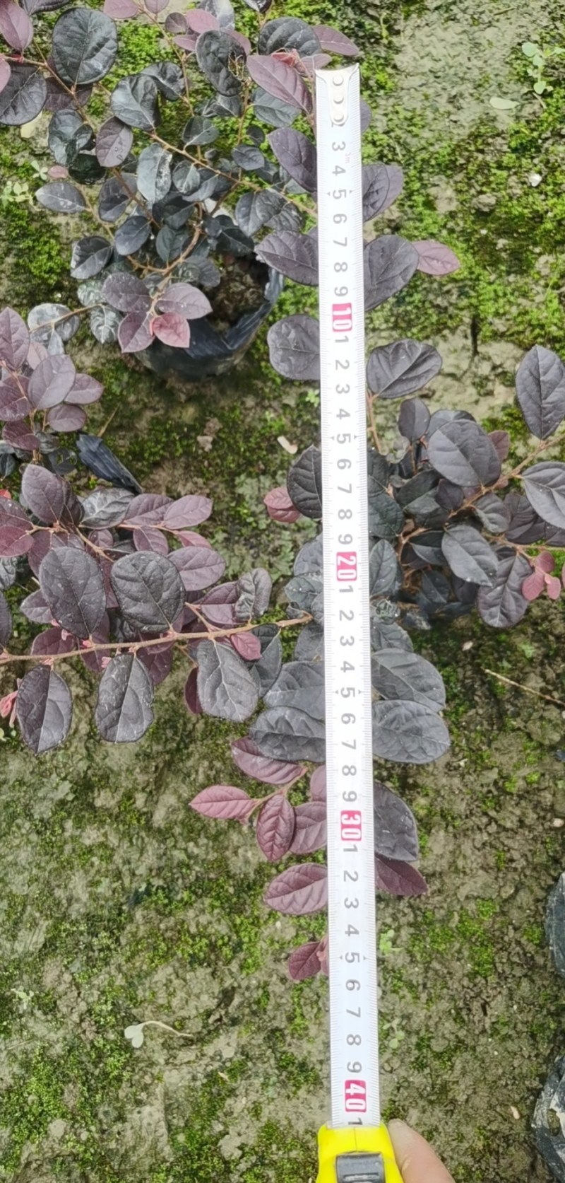草皮地被，灌木，各种绿化草皮，工程苗木
