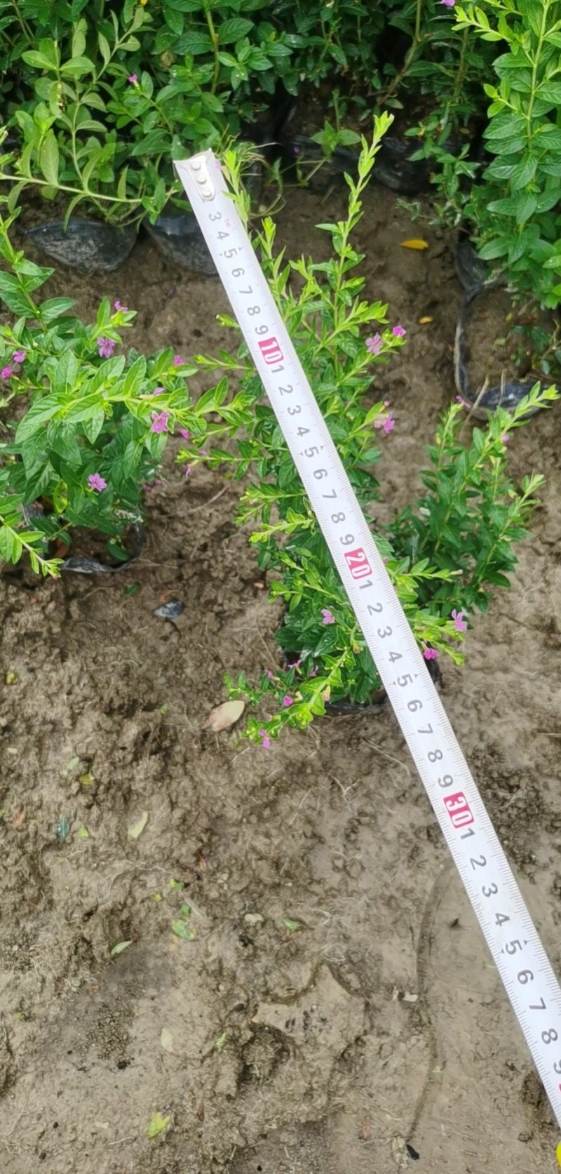 草皮地被，灌木，各种绿化草皮，工程苗木