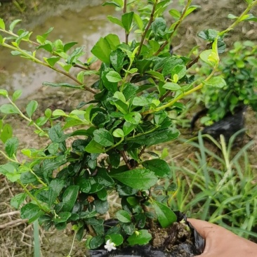 草皮地被，灌木，各种绿化草皮，工程苗木
