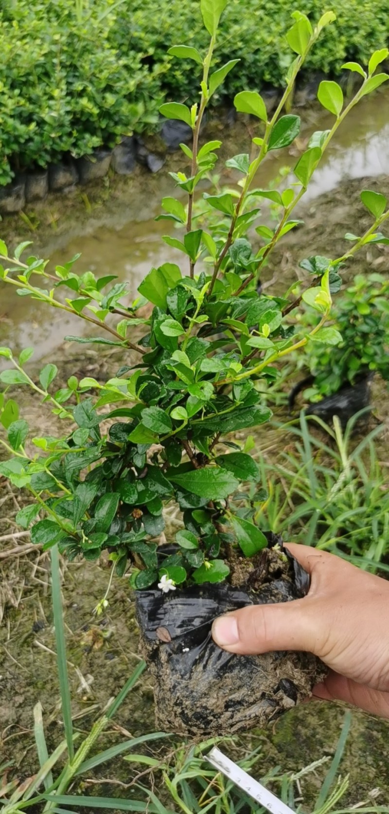 草皮地被，灌木，各种绿化草皮，工程苗木