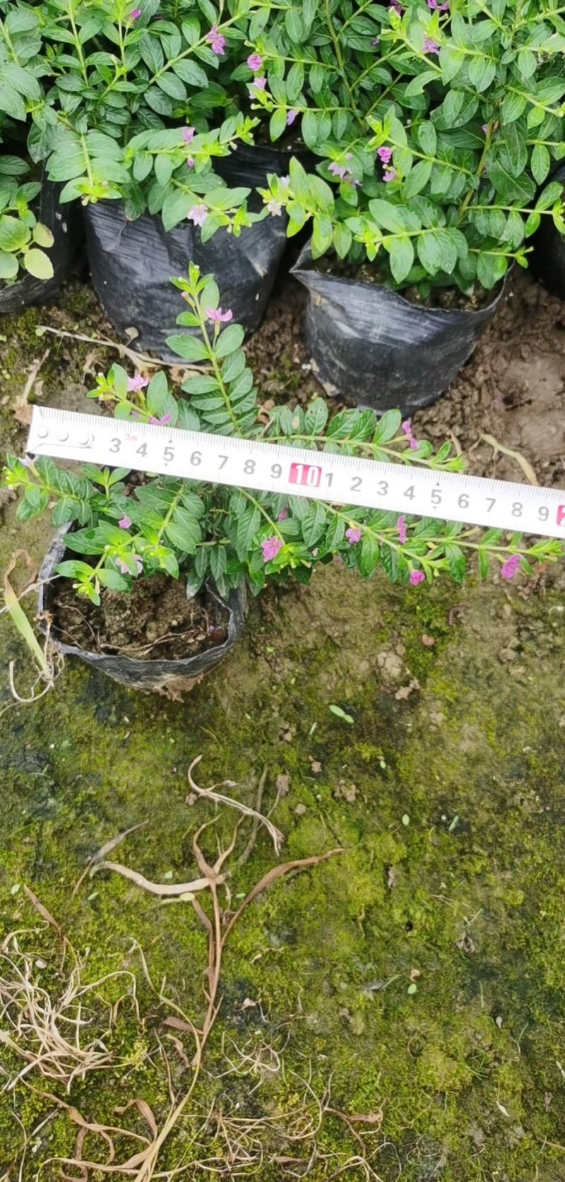 草皮地被，灌木，各种绿化草皮，工程苗木