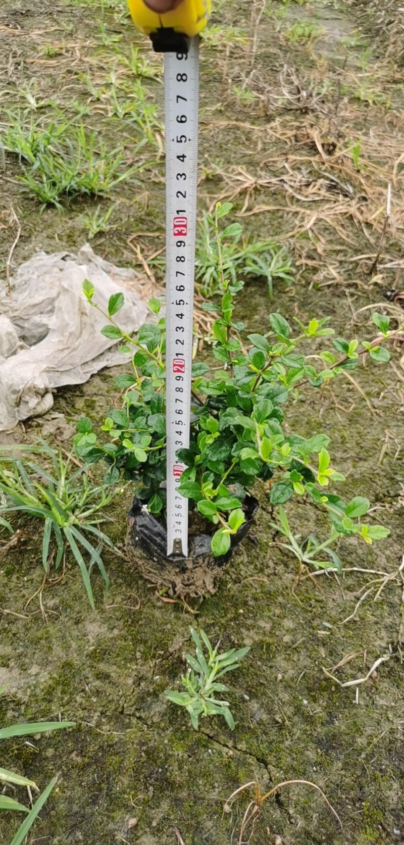 草皮地被，灌木，各种绿化草皮，工程苗木