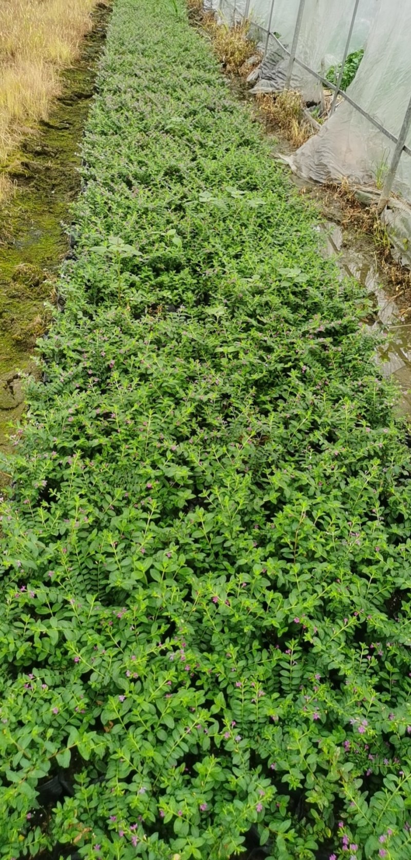 草皮地被，灌木，各种绿化草皮，工程苗木