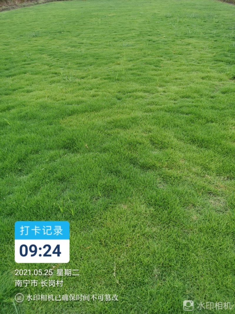 草皮地被，灌木，各种绿化草皮，工程苗木