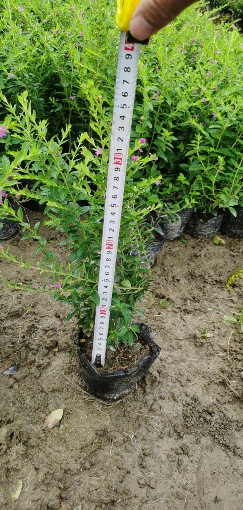 草皮地被，灌木，各种绿化草皮，工程苗木