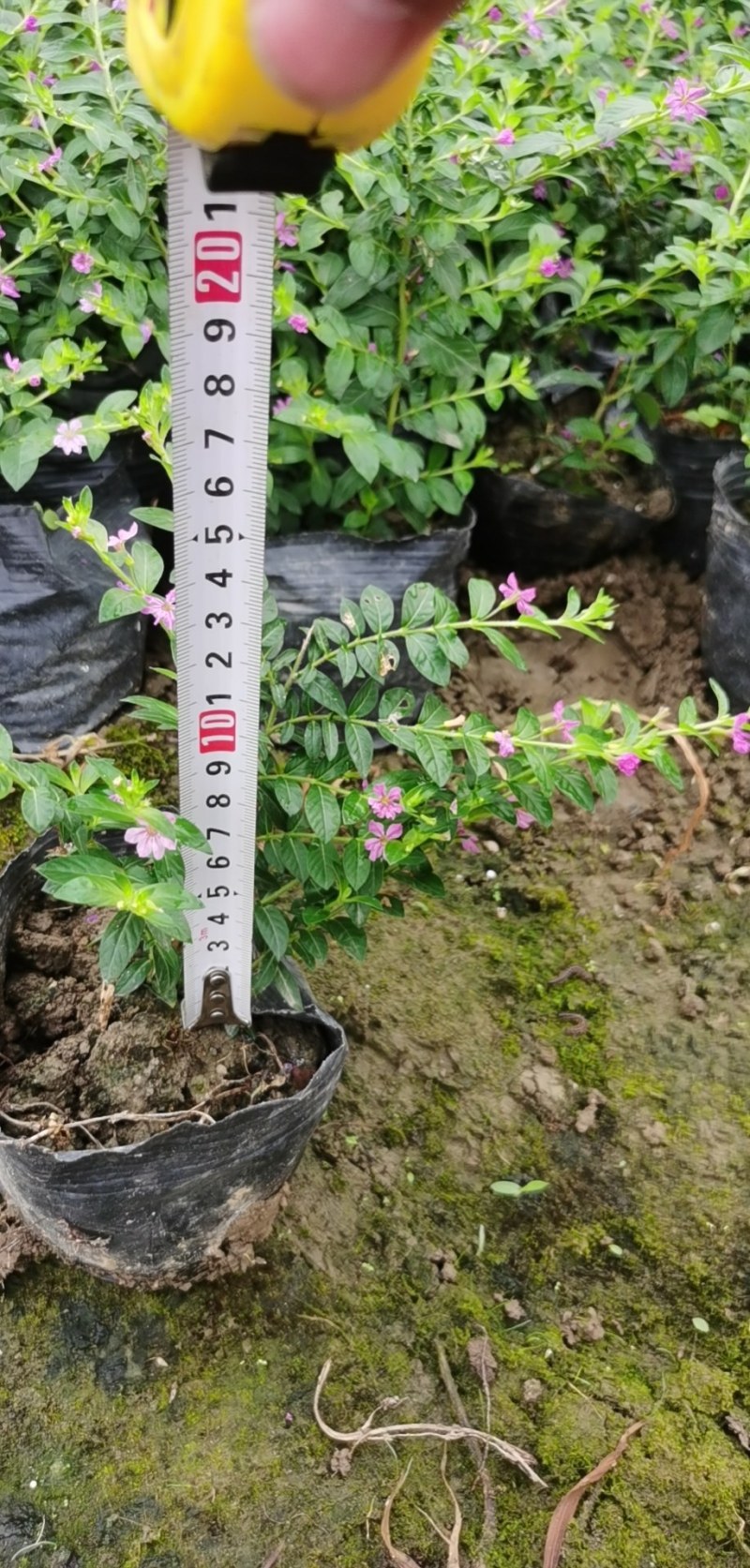 草皮地被，灌木，各种绿化草皮，工程苗木
