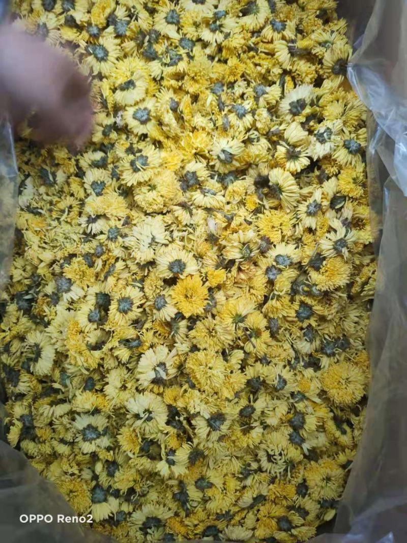 供应各种菊花苗金丝皇菊贡菊苏北菊药菊