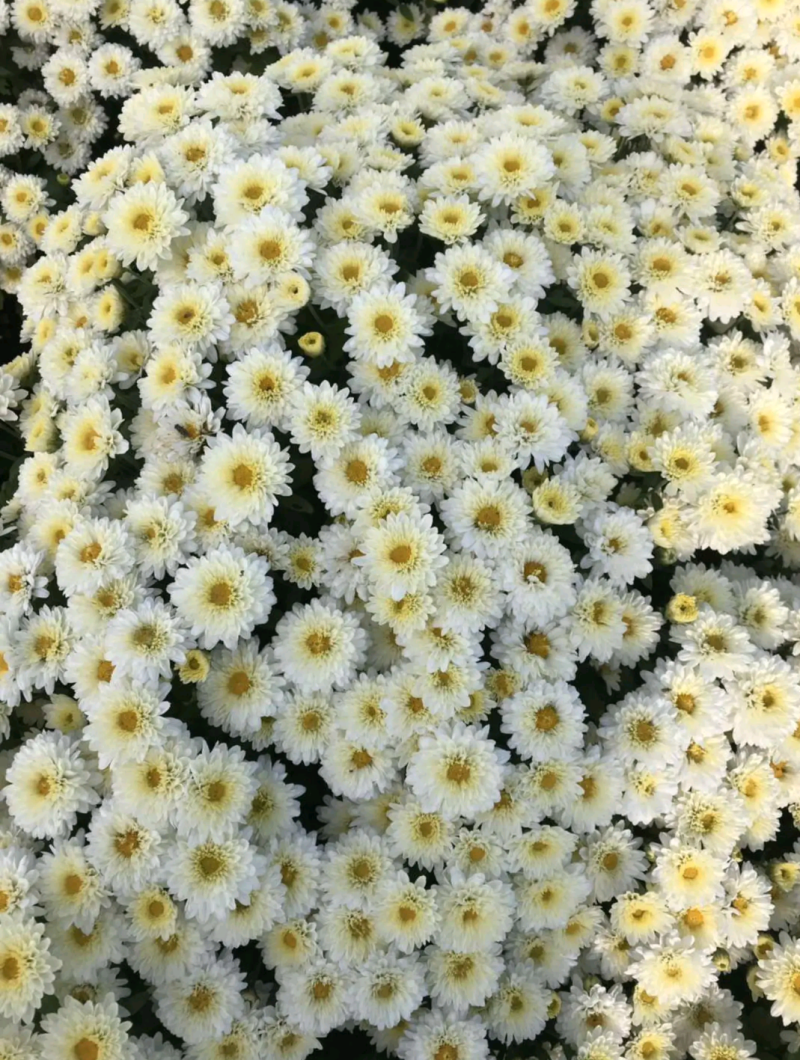 供应各种菊花苗金丝皇菊贡菊苏北菊药菊