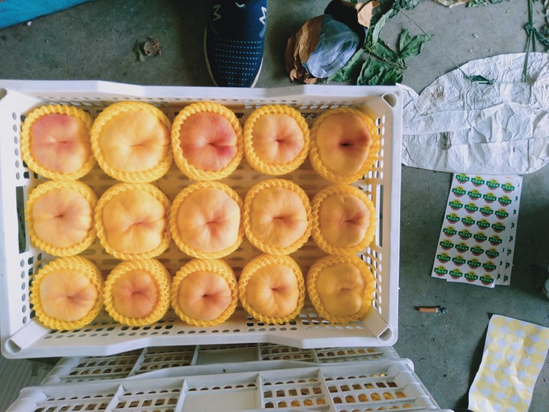 黄油蟠桃