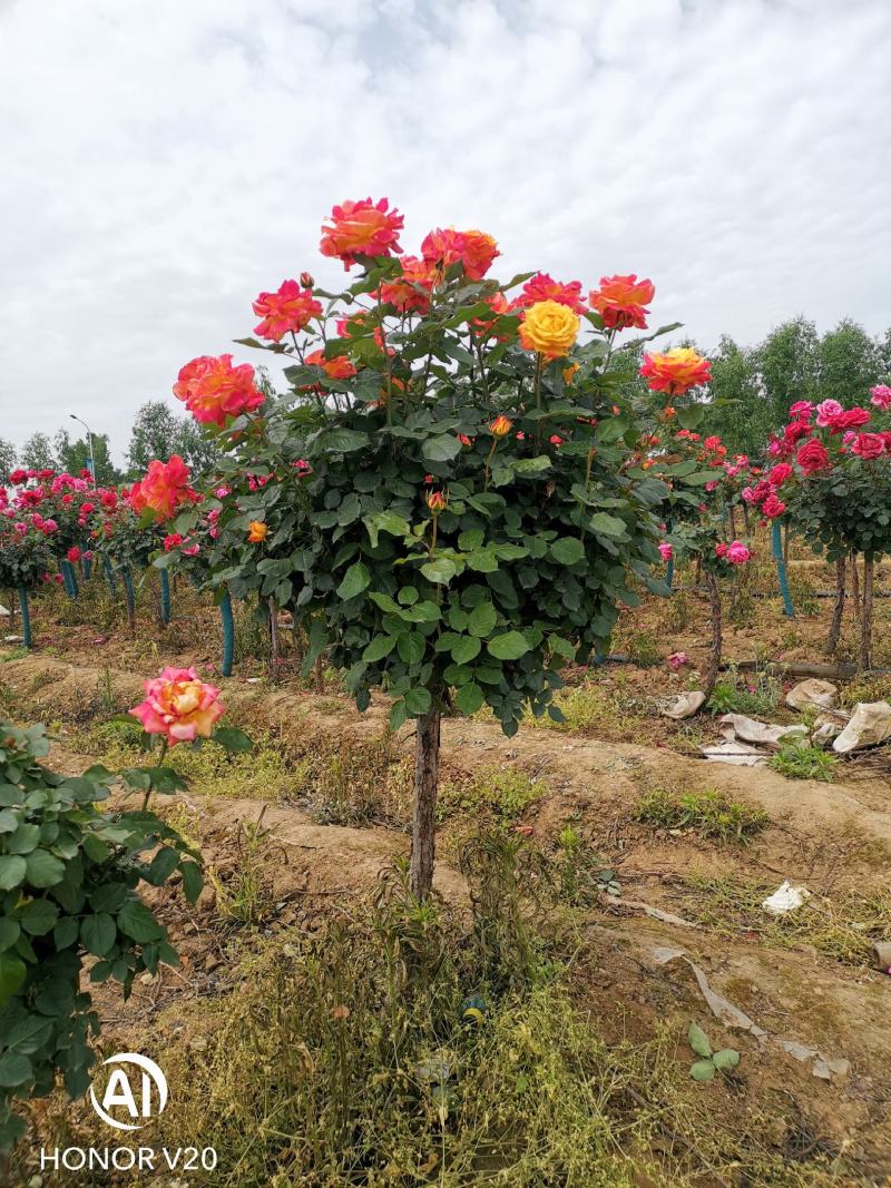 基地直供2至8公分树状月季，树形好，一手货源，价格亲民