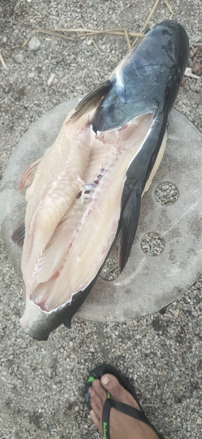 巴沙鱼
