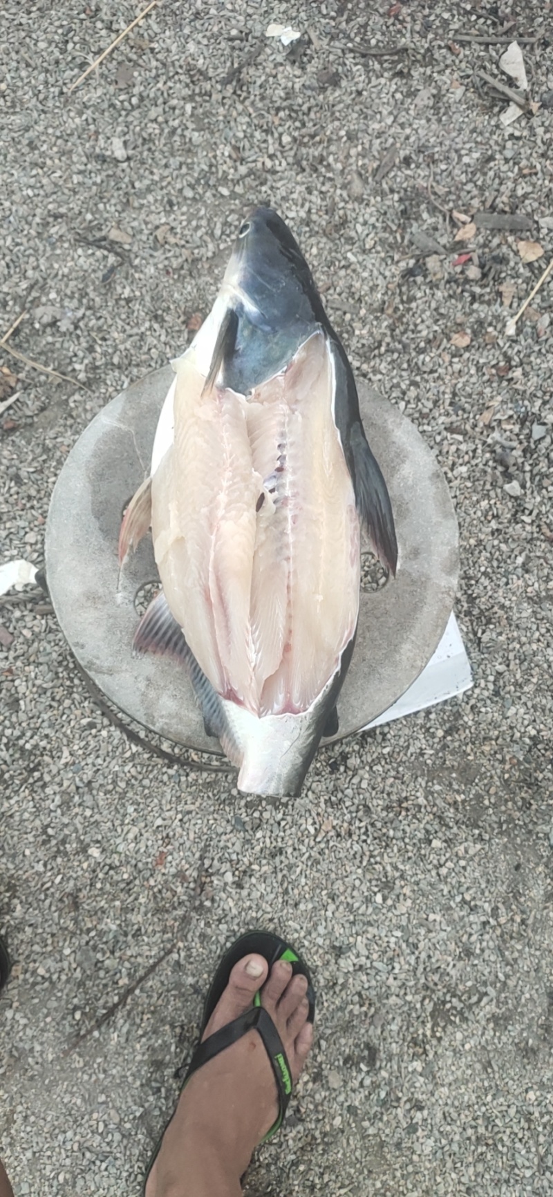 巴沙鱼
