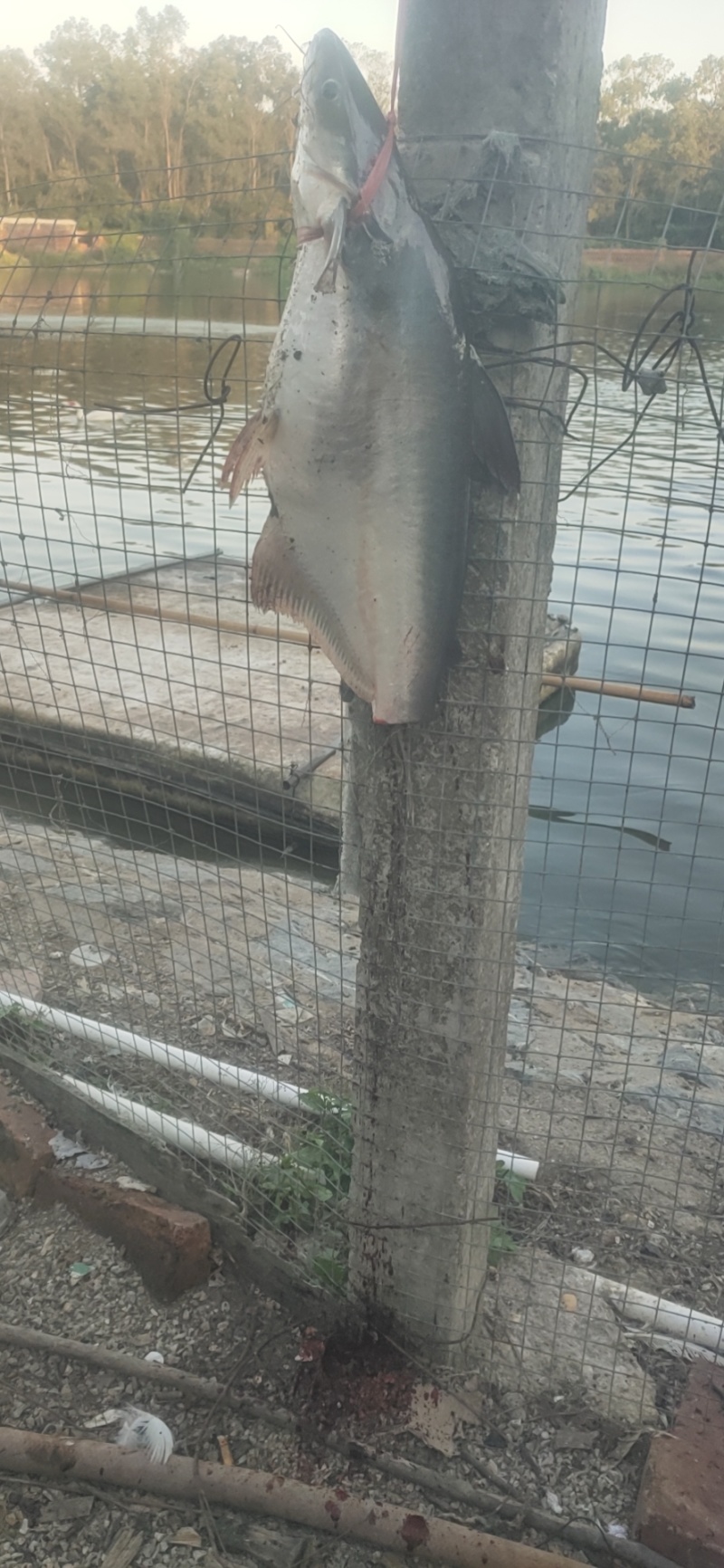 巴沙鱼