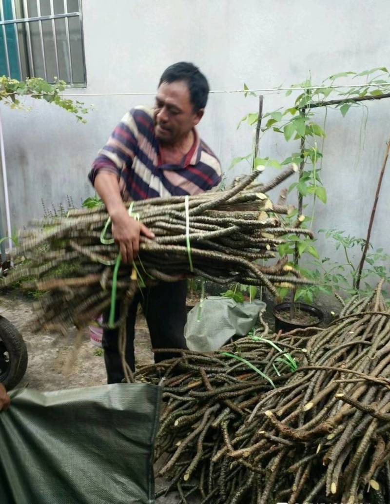 黑苦藤黑骨头铁骨头地摊热销产品产地直供量大从优