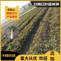 高原夏菜青皮莴笋号上市量大优惠基地直发欢迎考察咨询