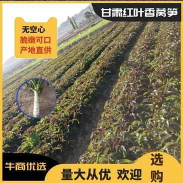 高原夏菜青皮莴笋号上市量大优惠基地直发欢迎考察咨询