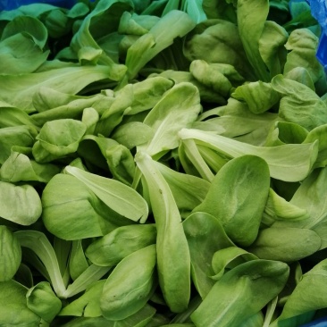 精品茼蒿质量至上常年供应