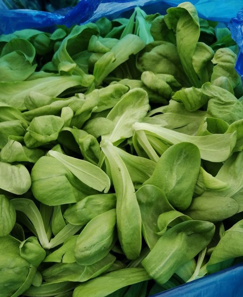 精品茼蒿质量至上常年供应