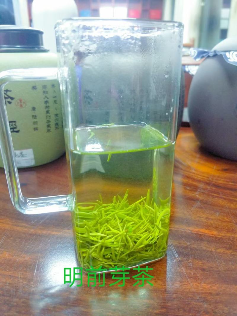 明前高山野茶一芽茶