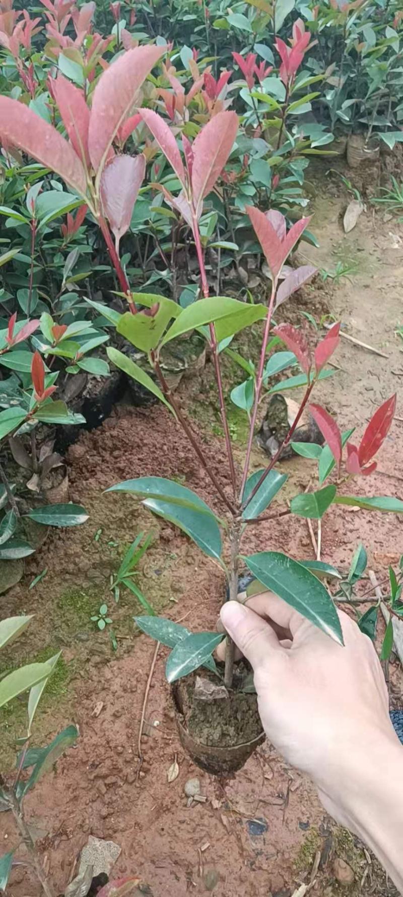 红叶石楠，红叶石楠杯苗