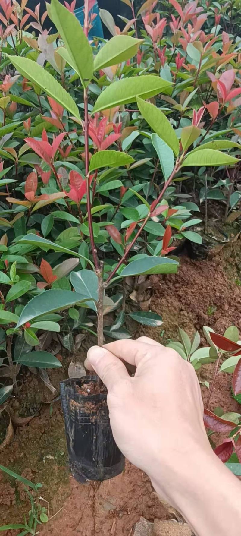 红叶石楠，红叶石楠杯苗