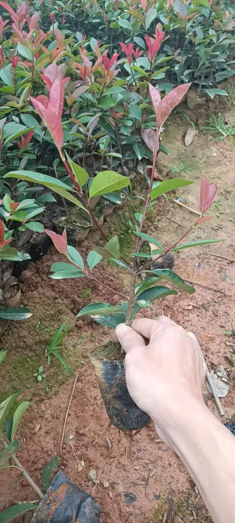 红叶石楠，红叶石楠杯苗