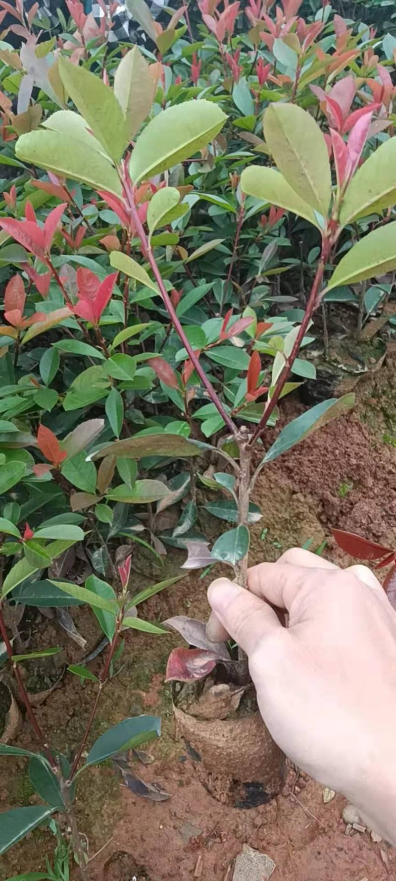 红叶石楠，红叶石楠杯苗