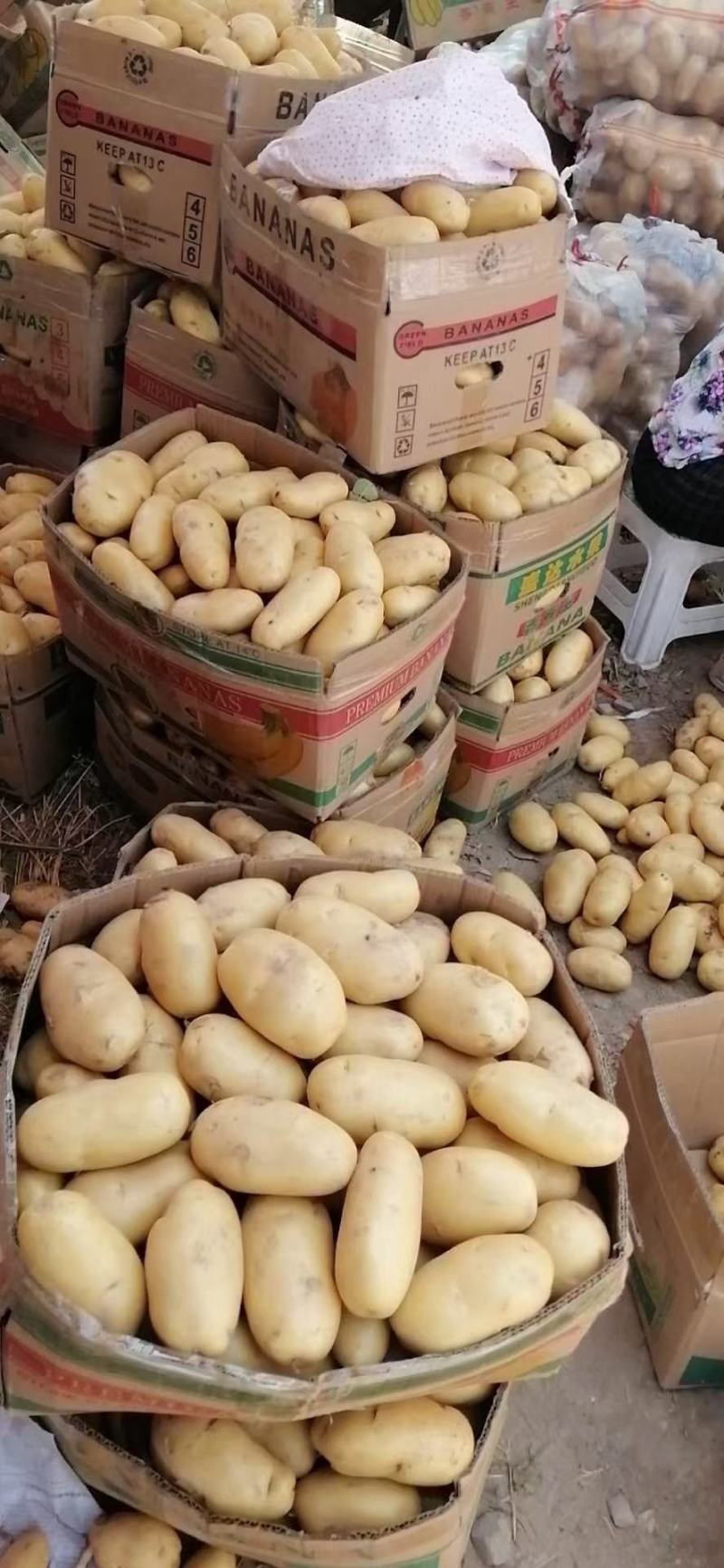 优质荷兰十五土豆，产地直供，规格齐全，代发全国，诚信经营