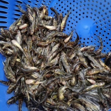 黄骨鱼