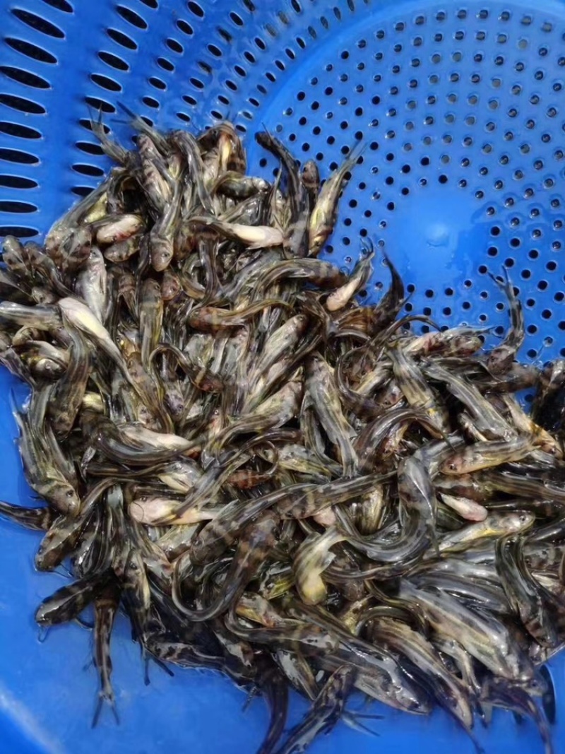 黄骨鱼