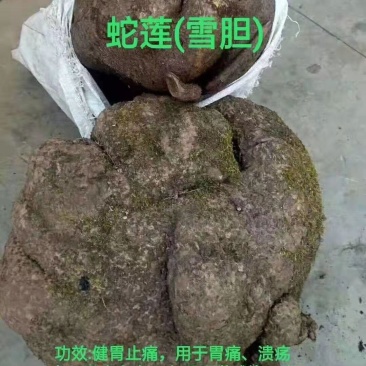 蛇莲也叫雪胆、金不换、地不容、一手货源地摊热销产品