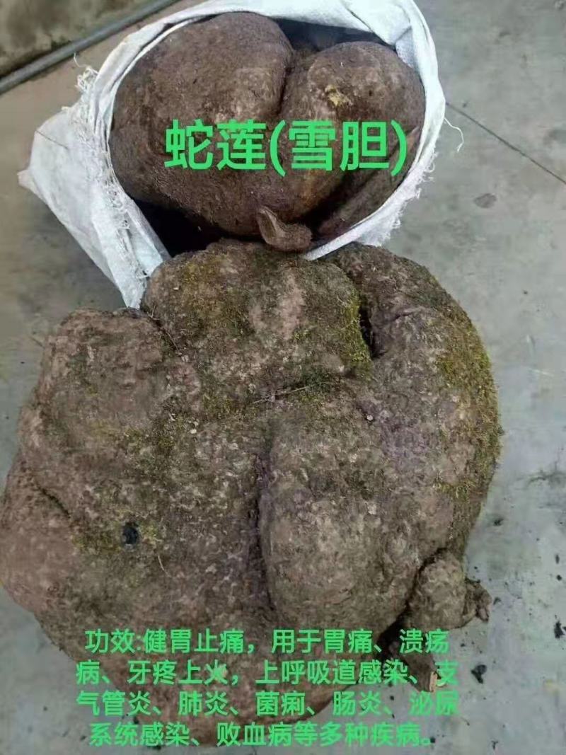 蛇莲也叫雪胆、金不换、地不容、一手货源地摊热销产品