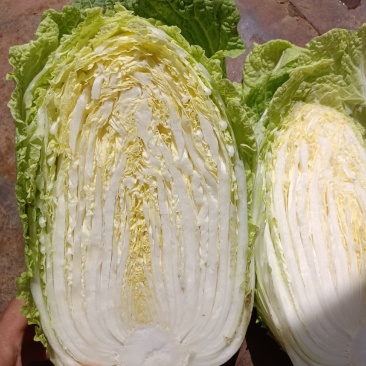 安丘金翡翠黄心白菜