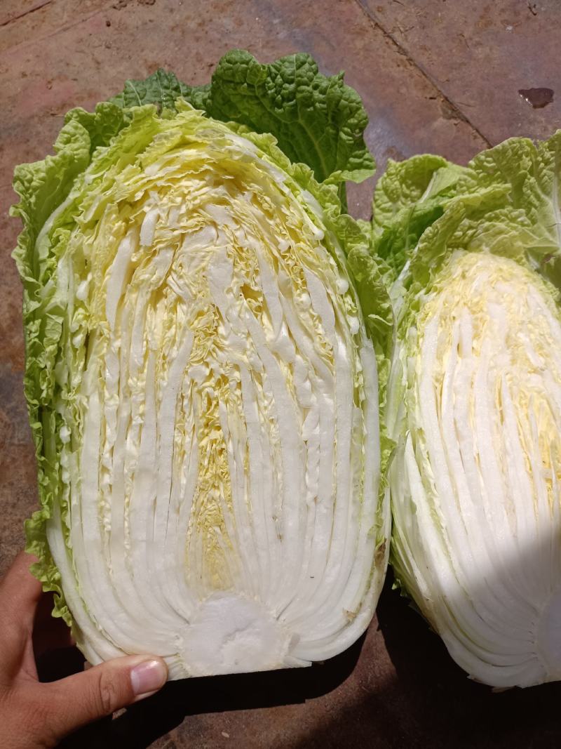 安丘金翡翠黄心白菜
