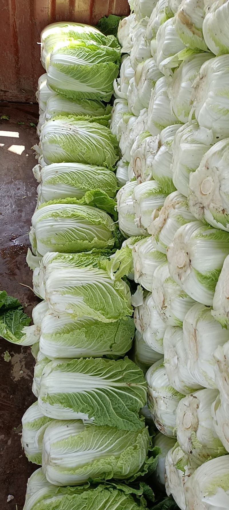 安丘金翡翠黄心白菜