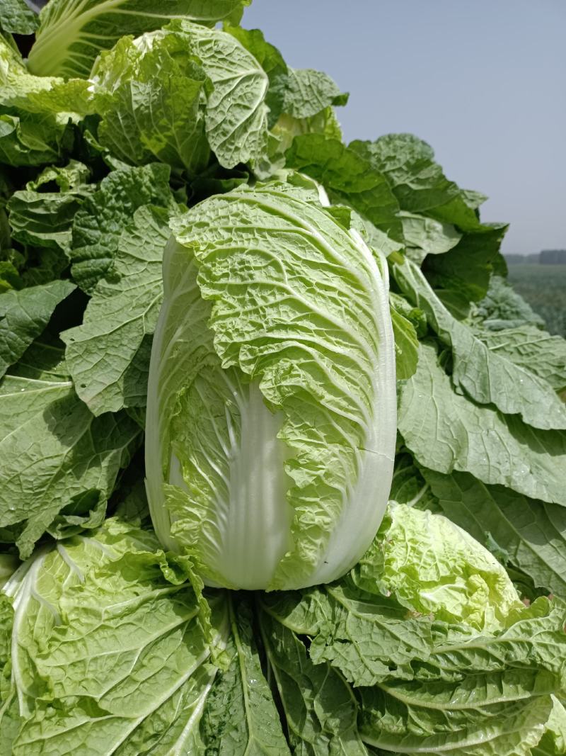 安丘金翡翠黄心白菜