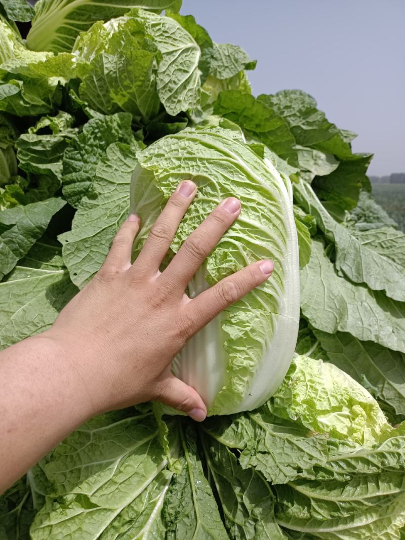 安丘金翡翠黄心白菜