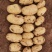 大西洋沃土五号土豆早大白兴佳种著提供新鲜土豆
