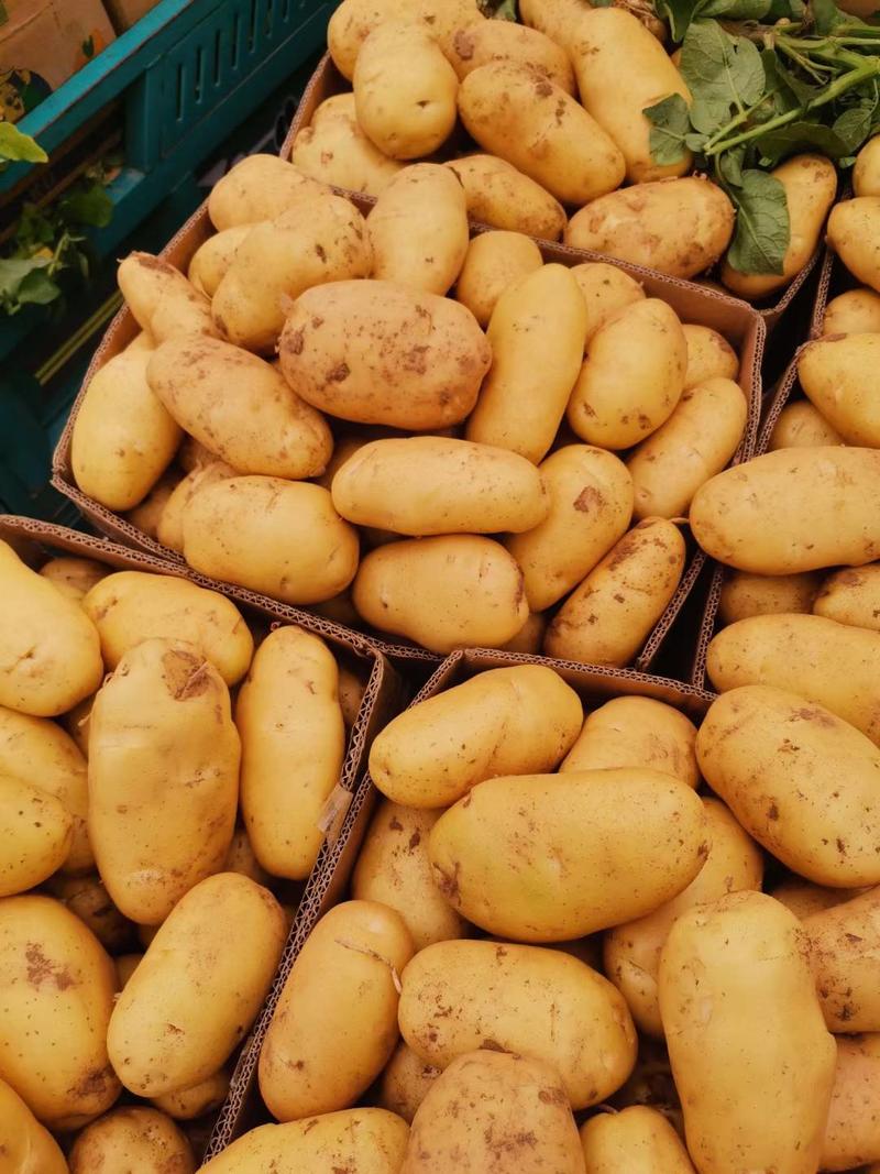 大西洋沃土五号土豆早大白兴佳种著提供新鲜土豆