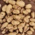 沃土五号大西洋荷兰十五种薯5号各种精品货源