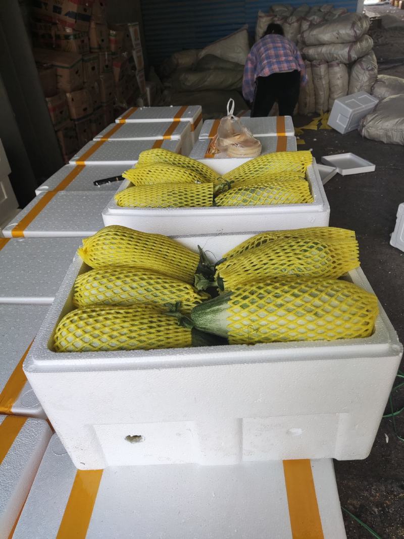 《精品》河南博洋61甜瓜，基地直销货源充足，量大从优